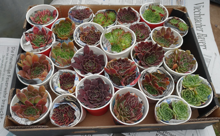 Sempervivum heuffelii Pflanzen kurz vor dem Versand