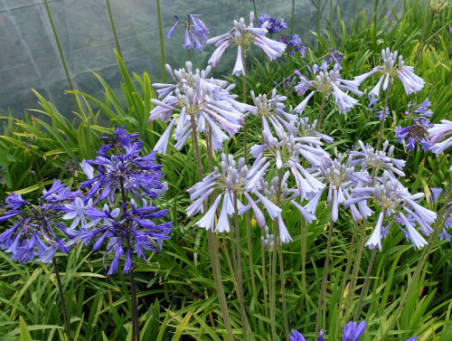 Schmucklilien aus unserer Sammlung