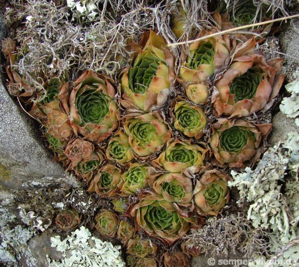 Sempervivum tectorum ex Rocher d'Ajoux