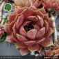 Preview: Sempervivum 'Bramira'