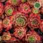 Preview: Sempervivum 'Adamina'