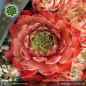 Preview: Sempervivum 'Adamina'
