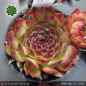 Preview: Sempervivum 'After Ego'