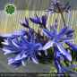 Preview: Agapanthus 'Blue Dolphin'