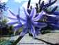 Preview: Agapanthus 'Blue Dolphin'