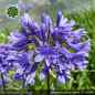 Preview: Agapanthus 'Bray Valley'