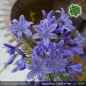Preview: Agapanthus 'Castle of Mey'