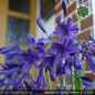 Preview: Agapanthus 'Indigo Dreams'