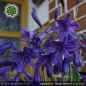 Preview: Agapanthus 'Indigo Dreams'