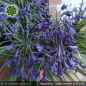 Preview: Agapanthus 'Indigo Dreams'