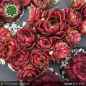 Preview: Sempervivum 'Aglaga'