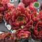 Preview: Sempervivum 'Aglaga'