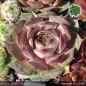 Preview: Sempervivum 'Amaranth'