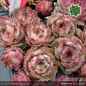 Preview: Sempervivum 'Amaranth'