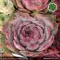 Preview: Sempervivum 'Amaranth'