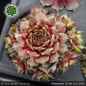 Preview: Sempervivum 'Amenophis III'