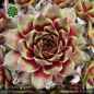 Preview: Sempervivum 'Amenophis III'