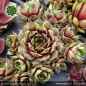 Preview: Sempervivum 'Amenophis III'