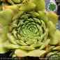 Preview: Sempervivum 'Amenophis III'