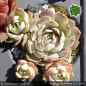 Preview: Sempervivum 'Andinn Lady Midday'
