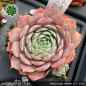 Preview: Sempervivum 'Andinn Lady Midday'