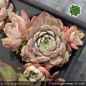 Preview: Sempervivum 'Andinn Lady Midday'