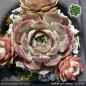 Preview: Sempervivum 'Andinn Lady Midday'