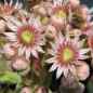 Preview: Blüten, aufgenommen am 3.7.2010