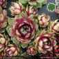 Preview: Sempervivum 'Annie Okley'