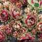 Preview: Sempervivum 'Annie Okley'