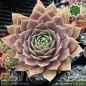 Preview: Sempervivum 'Atroviolaceum'