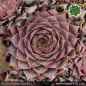 Preview: Sempervivum 'Atroviolaceum'