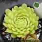Preview: Sempervivum 'Bibigon'