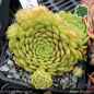 Preview: Sempervivum 'Bibigon'