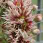 Preview: Blüten, aufgenommen am 29.7.2005