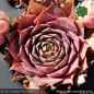 Preview: Sempervivum 'Black Forest Lotus'
