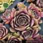 Preview: Sempervivum 'Black Forest Lotus'