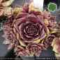 Preview: Sempervivum 'Black Forest Lotus'