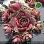 Preview: Sempervivum 'Black Forest Lotus'