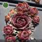 Preview: Sempervivum 'Black Forest Lotus'