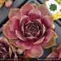 Preview: Sempervivum 'Black Forest Lotus'