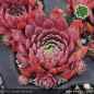 Preview: Sempervivum 'Blaue Elise'