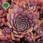 Preview: Sempervivum 'Blaue Elise'