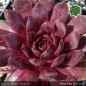 Preview: Sempervivum 'Blaue Elise'