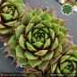 Preview: Sempervivum 'Bloody Sunset'