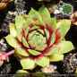 Preview: Sempervivum 'Bloody Sunset'