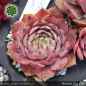 Preview: Sempervivum 'Blue Bird'