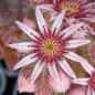Preview: Blüten, aufgenommen am 4.7.2013