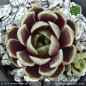 Preview: Sempervivum 'Blue Mouse Ears'