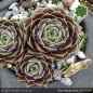 Preview: Sempervivum 'Blue Mouse Ears'